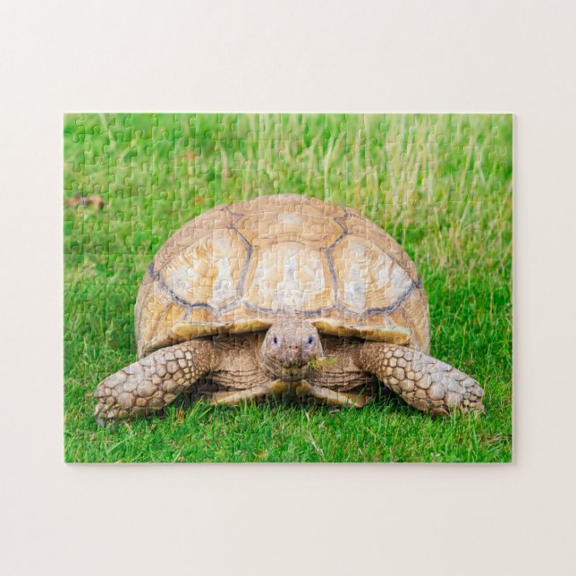 Rompecabezas de Tortuga (Horizontal)