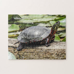 Rompecabezas de Tortuga Pintada