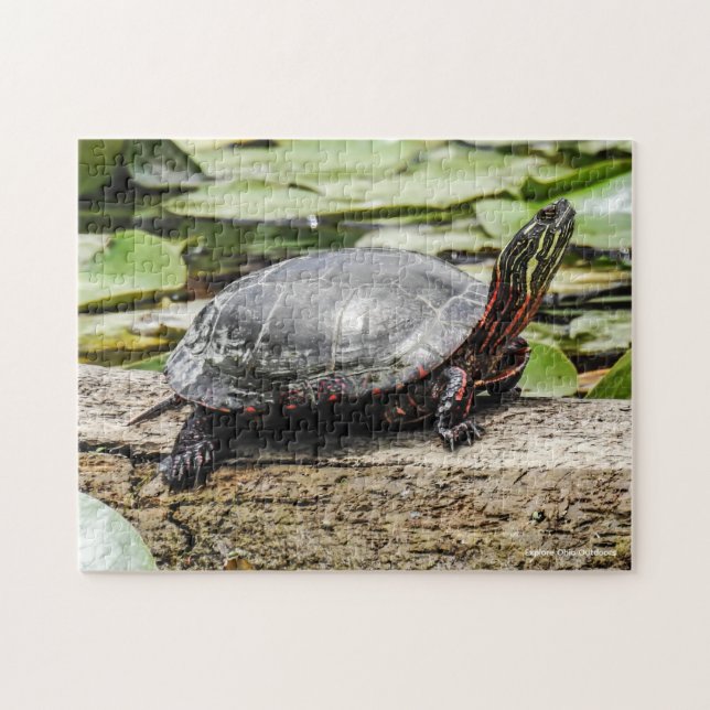 Rompecabezas de Tortuga Pintada (Horizontal)