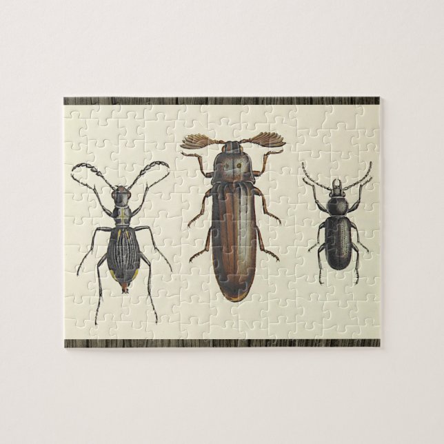 Rompecabezas de tres insectos uno al lado del otro (Horizontal)