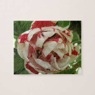 Rompecabezas de tulipanes rosados y blancos