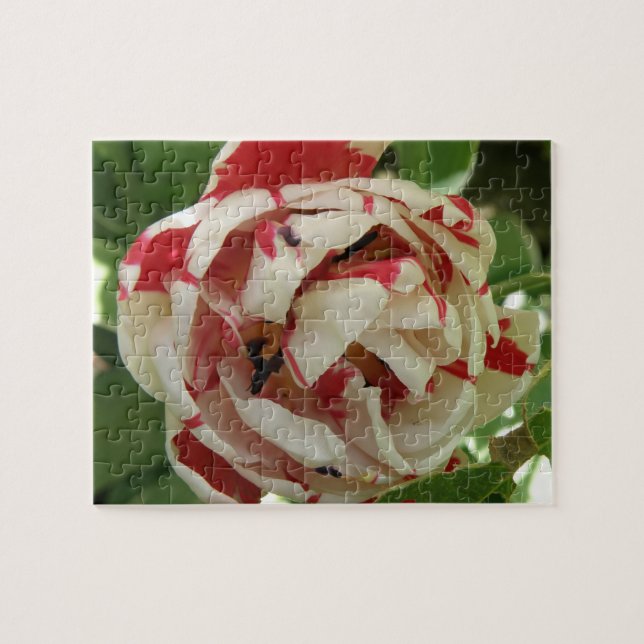 Rompecabezas de tulipanes rosados y blancos (Horizontal)
