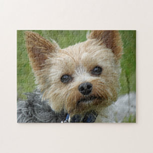 Rompecabezas de Yorkie