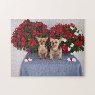 Rompecabezas de Yorkshire Terrier