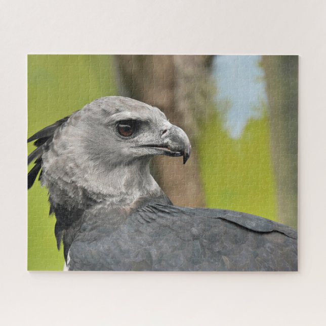 Rompecabezas del águila harpía (Horizontal)
