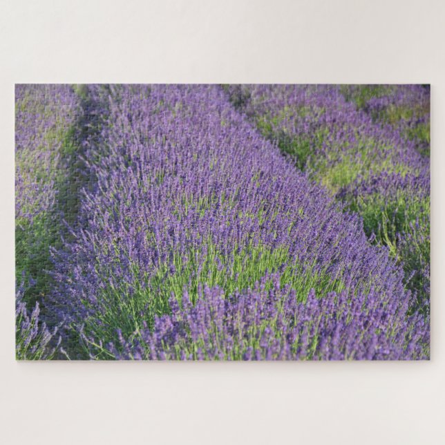 Rompecabezas del campo de lavanda (Horizontal)