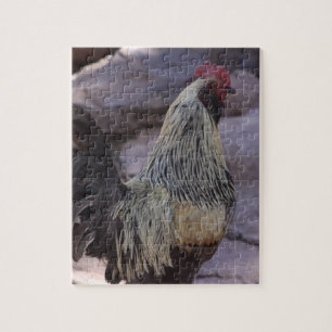 Rompecabezas del Gallo