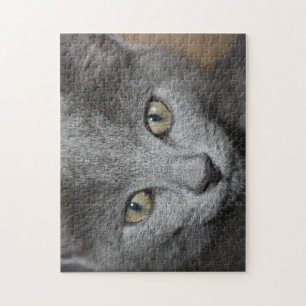 rompecabezas del gatito