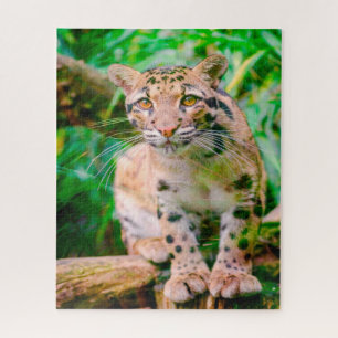 Rompecabezas del gato grande del leopardo nublado