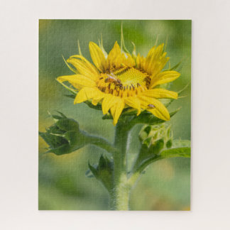 Rompecabezas del girasol