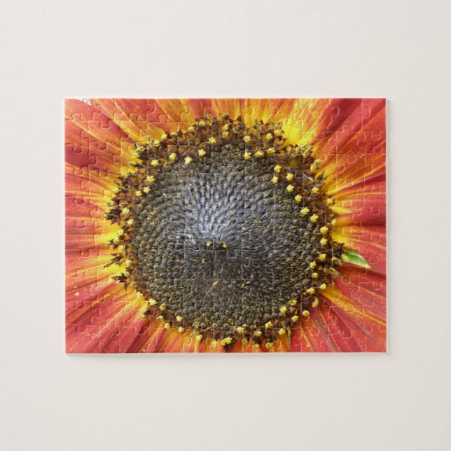 Rompecabezas del girasol rojo y amarillo (Horizontal)