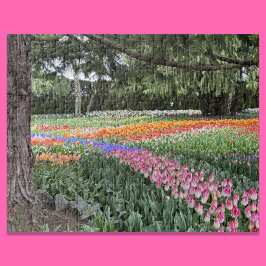 Rompecabezas del Jardín de Tulipanes Skagit Valley