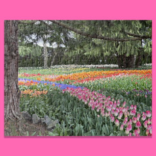 Rompecabezas del Jardín de Tulipanes Skagit Valley