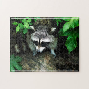 Rompecabezas del juego de Racoon