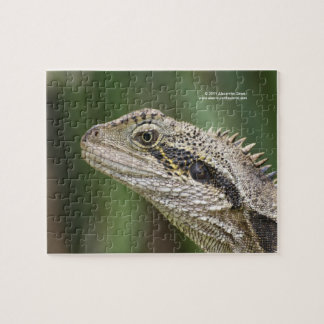 Rompecabezas del lagarto