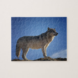 Rompecabezas del lobo