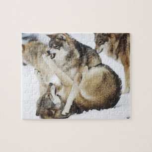 Rompecabezas del lobo enojado