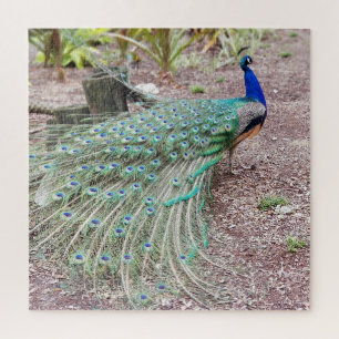 Rompecabezas del pavo real