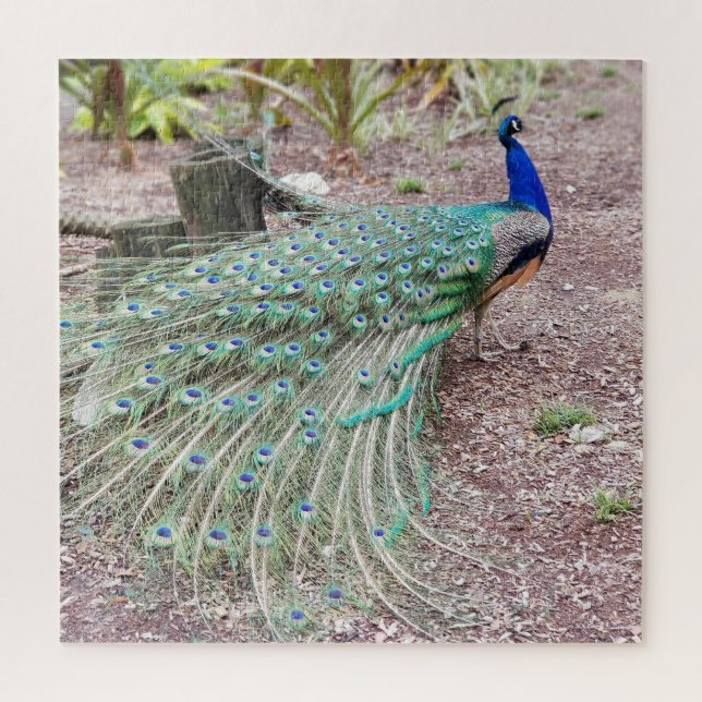 Rompecabezas del pavo real (Vertical)