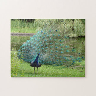 Rompecabezas del pavo real