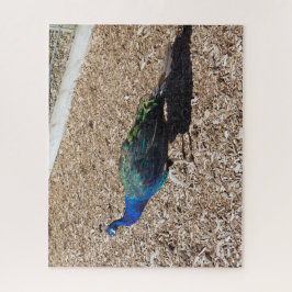 rompecabezas del pavo real azul indio