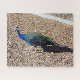 rompecabezas del pavo real azul indio