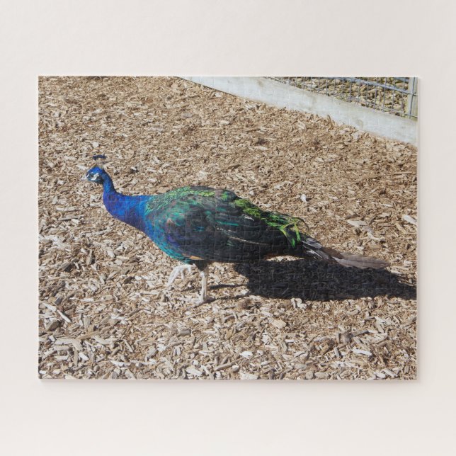 rompecabezas del pavo real azul indio (Horizontal)