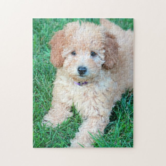 Rompecabezas del perrito de Goldendoodle (Vertical)