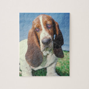 Rompecabezas del perro de Basset Hound