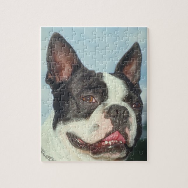 Rompecabezas del perro de Boston Terrier (Vertical)