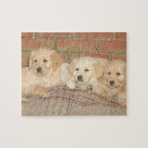 Rompecabezas del perro de perritos del golden
