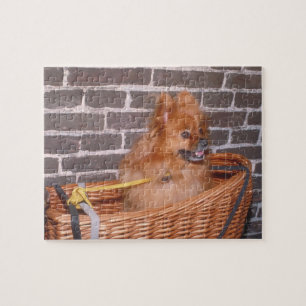 Rompecabezas del perro de Pomeranian