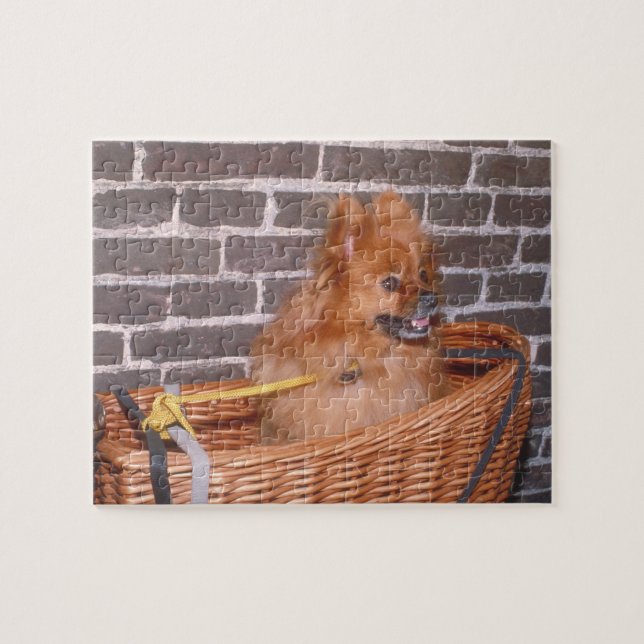 Rompecabezas del perro de Pomeranian (Horizontal)