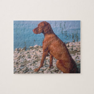 Rompecabezas del perro de Vizsla