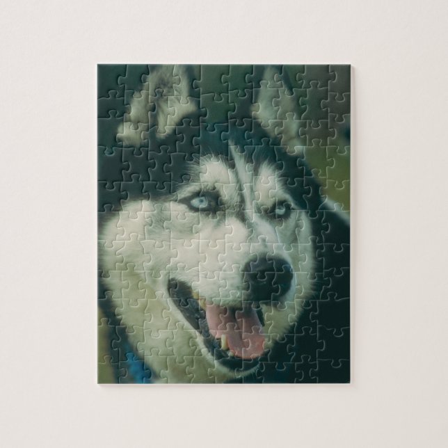 Rompecabezas del perro del husky siberiano (Vertical)