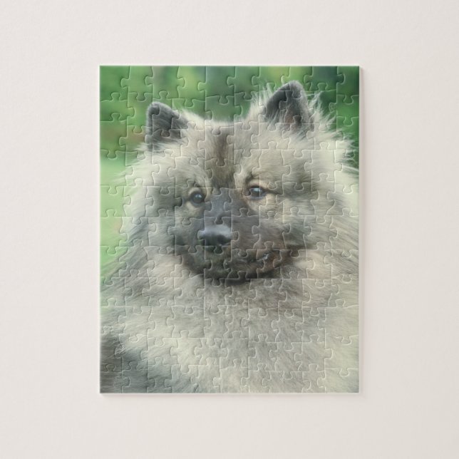 Rompecabezas del perro del Keeshond (Vertical)