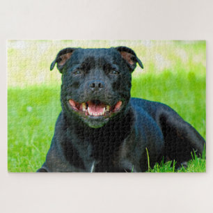 Rompecabezas del perro Staffordshire Bull Terrier