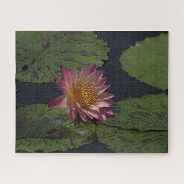 Rompecabezas del rompecabezas de Pink Waterlily (Horizontal)