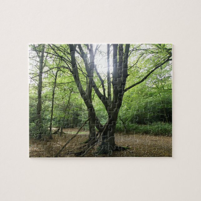 Rompecabezas del sol en Woodland (Horizontal)