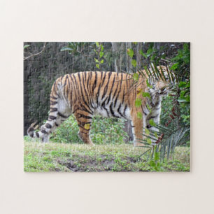 Rompecabezas del tigre de Bengala