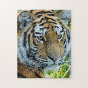 Rompecabezas del Tigre Siberiano, Tigre de Amur
