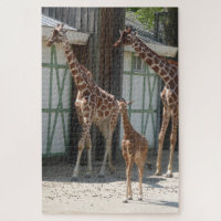 Rompecabezas del zoológico: jirafas con bebé