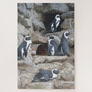 Rompecabezas del zoológico: Pingüinos Cutos