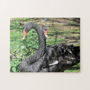 Rompecabezas en cisnes negros