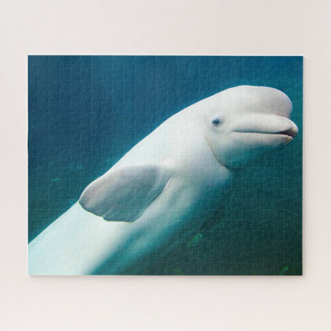 Rompecabezas en jigsaw de delfines blancos (Horizontal)