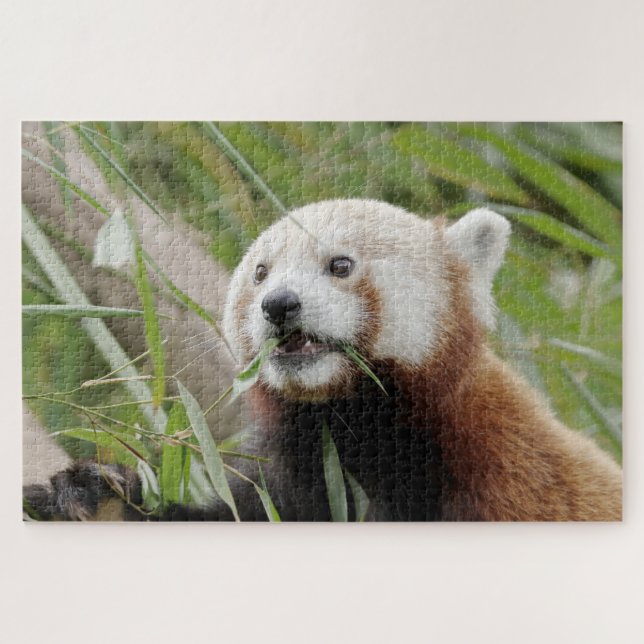 rompecabezas Foto panda roja , animales 0528. (Horizontal)