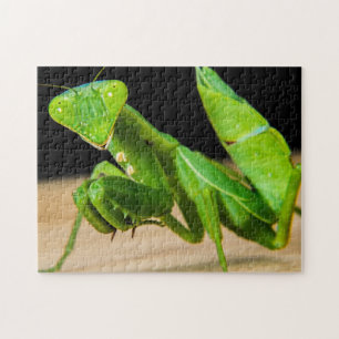 Rompecabezas fotográfico de Green Praying Mantis C