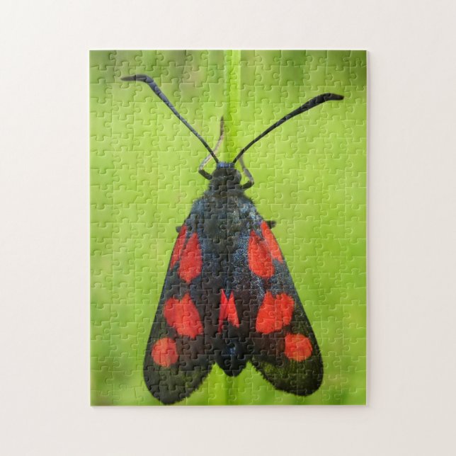 Rompecabezas fotográfico de malla de cinco puntos  (Vertical)