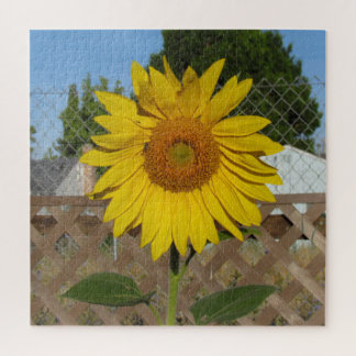 Rompecabezas - Girasol contra la valla