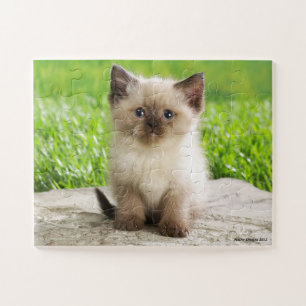 Rompecabezas lindo del gatito